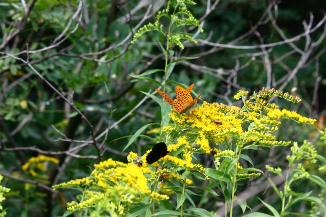 Farfalle e ambienti del parco del Ticino